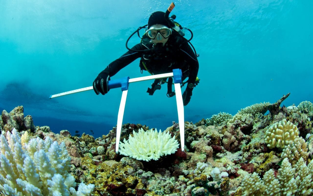 marine biologist in the ocean measuring sea life