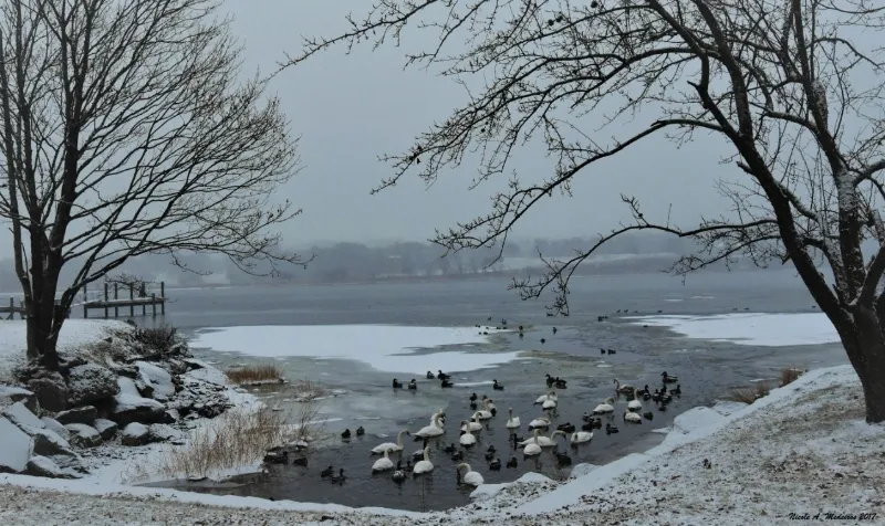 snowy medical school campus in illinois