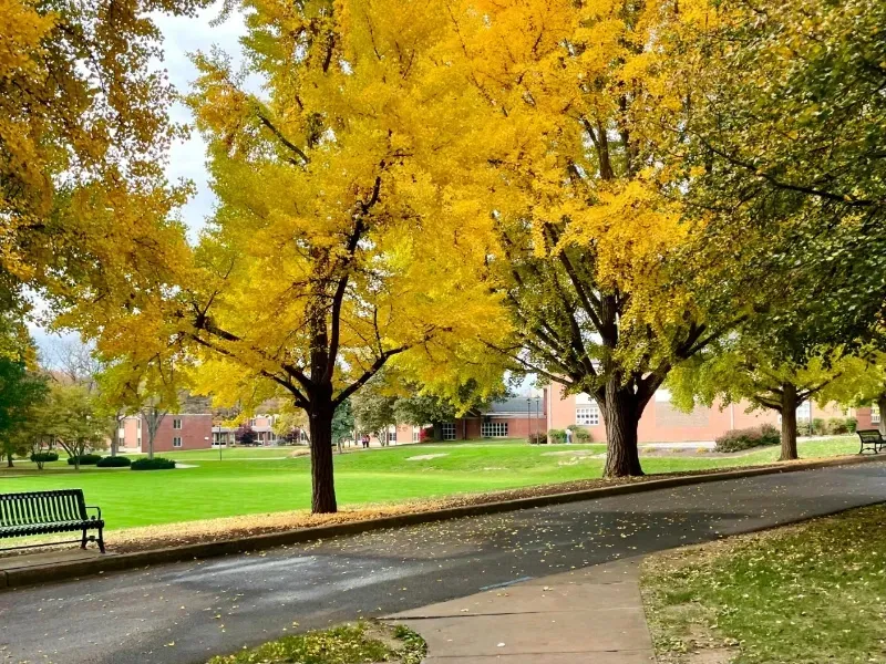 fall on campus