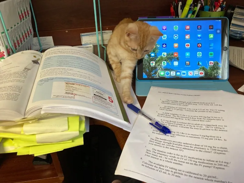 a student's cat walks between textbook, notes sheet, and ipad