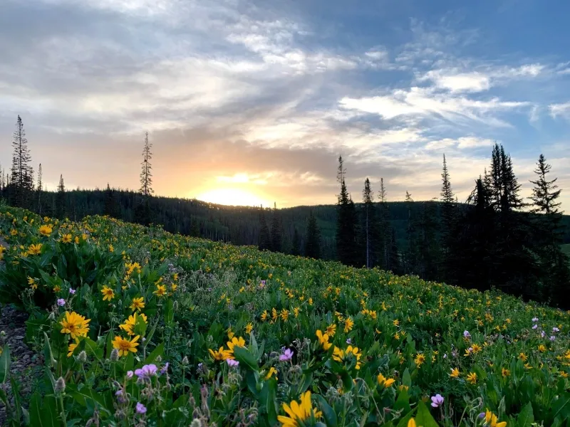 wildflowers in the spring