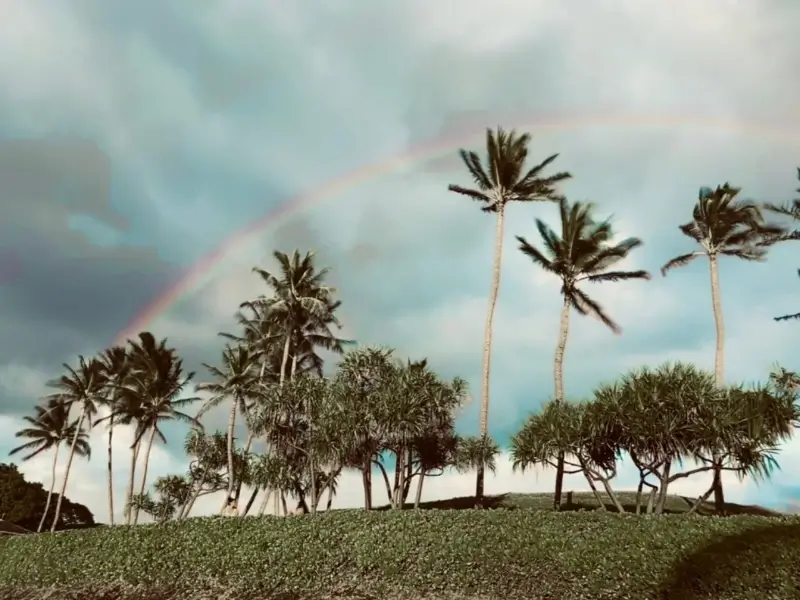 palm trees and rainbow after a storm in california