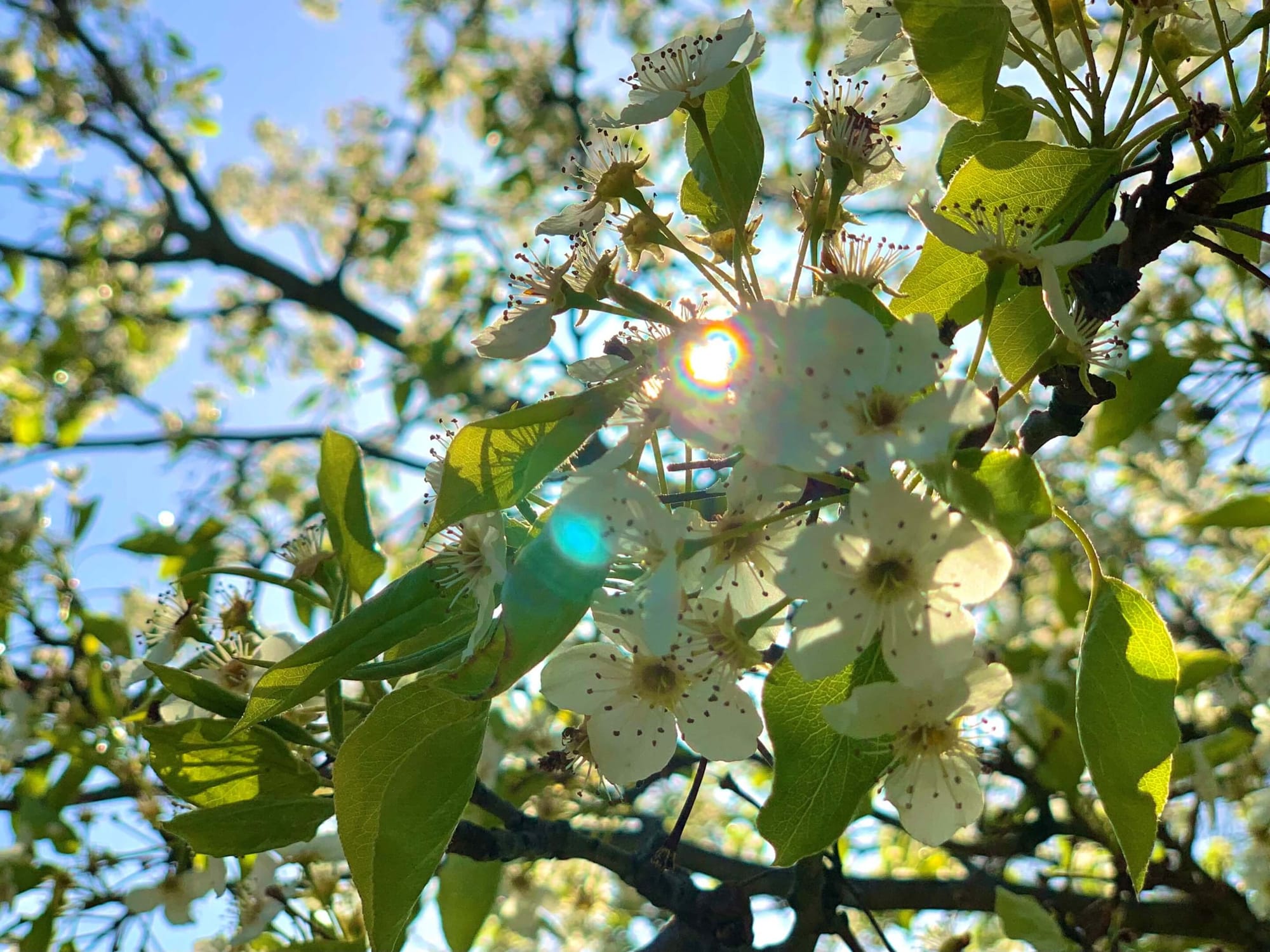 flowering tree with white blossoms